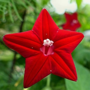 Red Cypress Vine | Hummingbird Vine | Beautiful Feathery Foliage | Ipomoea quamoclit | 20 SEEDS