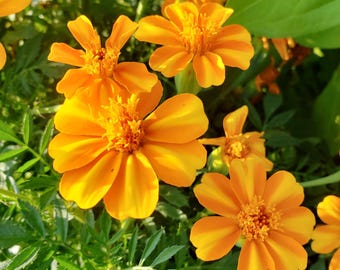 French Marigold Bambino | Beautiful Annual Flower | 25+ SEEDS