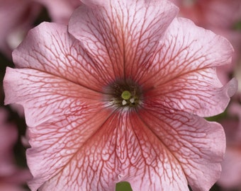 Tritunia™ Salmon Veined Petunia | Pelleted Seeds | LOVELY Large Blooms | 25 Seeds