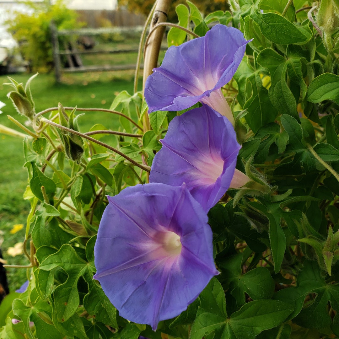 Silky Morning Glory | Caudiciform | Ipomoea Pubescens | 7 SEEDS - Etsy