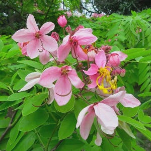 May include: A cluster of pink Cassia javanica flowers featuring five delicate petals, prominent curved stamens, and bright yellow centres. The blossoms are surrounded by vibrant green pinnate leaves, with several unopened flower buds visible.