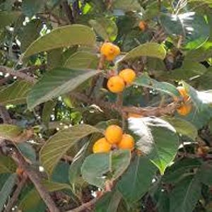 May include: A loquat tree with dense, dark green, oval-shaped leaves and clusters of small, round, golden-yellow fruits. The branches are woody and brown, supporting the foliage and fruit in a natural outdoor setting with dappled sunlight.