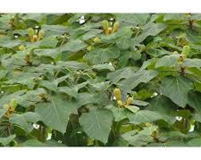 50 Balsa Wood Tree Seeds - Etsy India