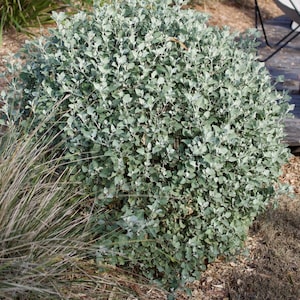 50 Atriplex Nummularia Frön, 0ld man Saltbuske Frön