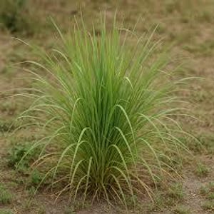 Puede incluir: Una planta de limoncillo verde vibrante con hojas largas y delgadas. La planta crece en un entorno natural al aire libre, con un fondo borroso de tierra marrón y vegetación dispersa. Las hojas son de un color verde brillante y saludable.