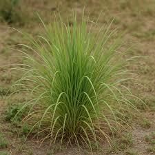 20 Cymbopogon schoenanthus Samen – Kamelgras – Stroh von Mekka – aromatisches Wüstenkraut