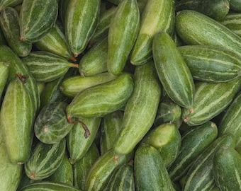 30 Premium Parwal Seeds | Pointed Gourd (Trichosanthes dioica) | Rare Indian Parval / Potal Vegetable Vine Seeds for Home Garden