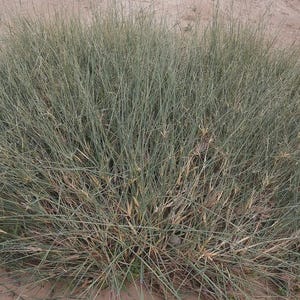 Könnte beinhalten: Eine dichte, runde Büschel Blauschwingelgras. Die feinen, nadelförmigen Blätter sind in einem gedämpften Blaugrün gehalten, wobei einige Bereiche einen bräunlichen Farbton aufweisen. Die Pflanze steht vor einem Hintergrund aus trockenem, sandigem Boden.