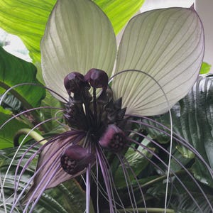 May include: A white bat flower with deep purple, almost black, central blooms and long, thin, whisker-like filaments extending outwards. The plant features large, broad, glossy green leaves that provide a vibrant backdrop to the unique flower structure.