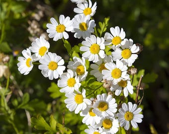 500 semillas de crisantemo (Chrysanthemum cinerariifolium) / semillas de margarita piretro / flor repelente natural de insectos / semillas de margarita blanca para jardín