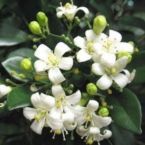 15 Murraya exotica-zaden | Murraya paniculata-zaden | Sinaasappeljasmijnzaden | Geurige bloeiende struikzaden