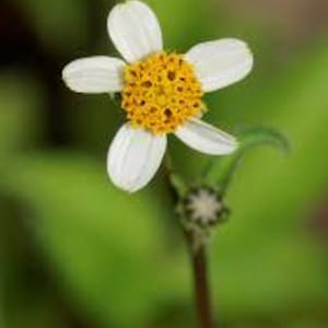 May include: A single flower featuring five white, elongated petals surrounding a prominent, textured, golden-yellow central disc. The flower is attached to a thin, dark green stem, with a small, unopened green bud visible just below the bloom.
