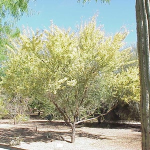 Pode incluir: Uma paisagem desértica com uma árvore de folhagem verde clara e um cacto alto e canelado. A árvore está no centro, com um céu azul claro ao fundo. O chão é coberto de terra marrom e seca.