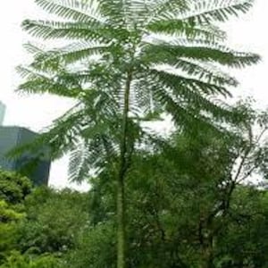 Puede incluir: Un árbol alto y esbelto con un tronco recto y texturizado, coronado por una amplia copa simétrica de hojas pinnadas de color verde oscuro. Las ramas se extienden hacia afuera en capas horizontales, creando una estructura abierta y ligera.