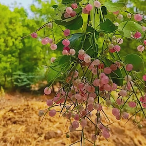 20 Sementes de Salvadora persica | Sementes de Árvore Escova de Dentes | Sementes de Miswak | Sementes de Árvore Peelu | Sementes de Árvore Arak | Sementes de Árvores do Deserto