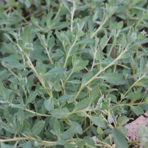 May include: Close-up of a plant with small, oval-shaped green leaves and light green stems. The leaves have a slightly fuzzy texture. The plant appears to be growing in a natural environment, possibly a garden or field.