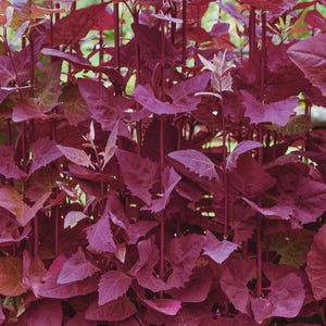 May include: Close-up of a vibrant plant with deep burgundy leaves and stems. The leaves have a textured appearance and a slightly ruffled edge. The plant's color palette ranges from deep red to lighter shades of purple and burgundy.