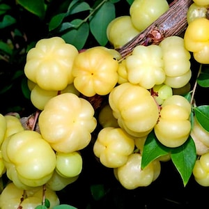 15 Samen von Phyllanthus Acidus, Stern-Stachelbeere, Otaheite Stachelbeere, Tropische Obstbaum-Samen, seltene essbare Obst-Samen