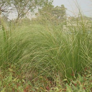 May include: A view of a field of green ornamental grass with long, thin blades. The grass is thick and vibrant, with some blades curving gently. In the foreground, there are smaller plants with red and green leaves. Trees and a building are visible in the background.
