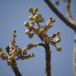 以下が含まれることがあります： 小さな薄緑色の実と、小さなベージュ色の花の房が付いた木の枝のクローズアップ。枝は茶色で質感があり、澄んだ水色の空を背景にしています。実は楕円形です。