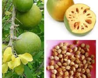 30 semillas de Aegle Marmelos – Semillas de árbol frutal de bael – Semillas raras de variedad antigua