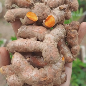 15 rizomas de cúrcuma Lakadong para plantio | Curcuma longa Lakadong | Certificado fitossanitário gratuito