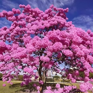 Puede incluir: Un gran árbol Tabebuia rosea en plena floración, cubierto de densos racimos de vibrantes flores rosas en forma de trompeta. Las ramas de color marrón oscuro son visibles bajo el dosel floral, contra un cielo azul brillante con nubes.