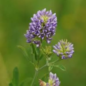Puede incluir: Un racimo de flores de alfalfa de color morado claro y amarillo pálido que crece en un tallo verde. Las flores están dispuestas en cabezas densas y redondeadas con pétalos pequeños. La planta presenta hojas verdes finas en el tallo.