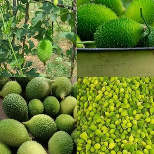 Peut inclure: Une collection de fruits de courge épineux d'un vert vif, présentés à différents stades de croissance, notamment suspendus à une vigne feuillue, rassemblés dans un récipient et exposés en un grand tas de petits spécimens immatures.