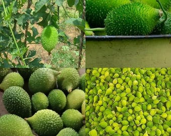 30 semillas raras de calabaza espinosa / Semillas de hortalizas tradicionales de calabaza Kantola y calabaza cardencha para jardinería / Semillas para huerto doméstico