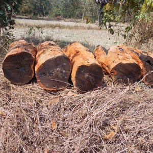 May include: Five cylindrical logs arranged in a row, each featuring a dark, circular cross-section at the end and a rough, orange-brown bark texture along the sides. The logs are positioned horizontally, displaying natural wood grain and dark centers.