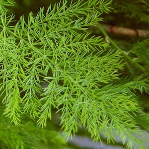 Puede incluir: Primer plano de follaje verde brillante similar a un helecho. Las hojas son finas y en forma de aguja, creando una apariencia densa y texturizada. La imagen resalta el color vibrante y los intrincados detalles de la estructura de la planta.