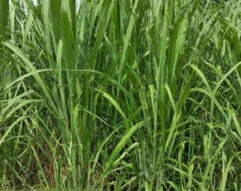 500 semillas de pasto elefante, semillas de pasto elefante, semillas de Pennisetum purpureum