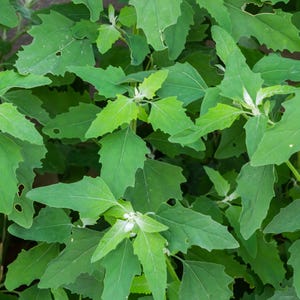 Pode incluir: Um grupo de plantas Chenopodium album verdes com folhas alternadas em forma de diamante e bordas irregulares e serrilhadas. Os caules são verticais e de cor verde-clara, com algumas folhas apresentando pequenos furos e um revestimento.