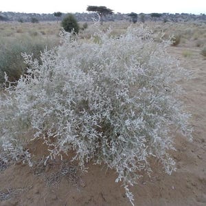 Könnte beinhalten: Nahaufnahme eines silbergrauen Strauchs mit feinen, federartigen Zweigen. Der Strauch befindet sich in einer Wüstenumgebung mit sandigem Boden und spärlicher Vegetation. Der Himmel ist bedeckt.