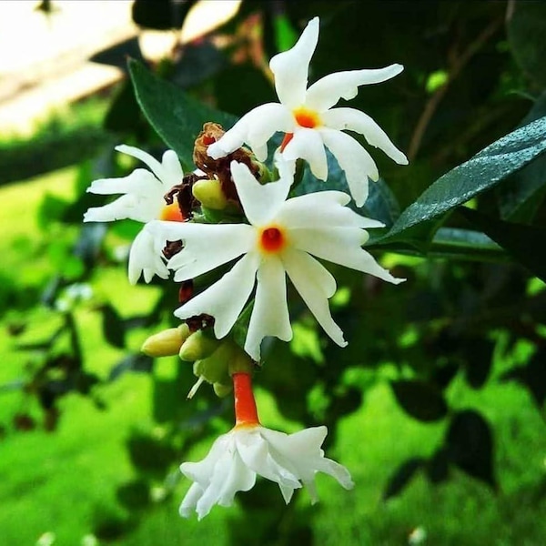 20 nasion Nyctanthes arbor-tristis | Nasiona jaśminu kwitnącego nocą | Nasiona Parijat | Nasiona pachnącego drzewa kwiatowego