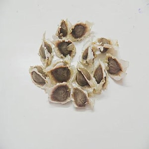 Könnte beinhalten: Eine Ansammlung getrockneter Moringa-Samen, die jeweils einen dunkelbraunen, abgerundeten Kern besitzen, der von einer hellbeigen, papierartigen, geflügelten Hülle umgeben ist. Die Samen liegen gruppiert und zeigen ihre natürlichen Formen.