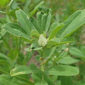 Pode incluir: Uma planta de feno-grego com folhas trifoliadas de um verde vibrante e uma pequena e delicada flor branca que floresce no centro do caule. A planta exibe uma folhagem densa com folíolos lisos de formato oval num caule central.
