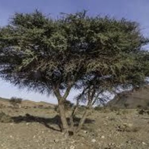 May include: A large tree with a dense crown of green foliage dominates a dry, desert environment. The tree's trunk and branches are visible, creating a shadow on the ground. The background shows undulating hills and a clear blue sky.