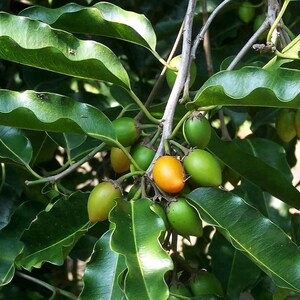 May include: A cluster of small, oval-shaped fruits growing on a branch with glossy, dark green, wavy-edged leaves. Most of the fruits are a vibrant green color, while one central fruit is a bright, ripe orange, all attached to thin stems.