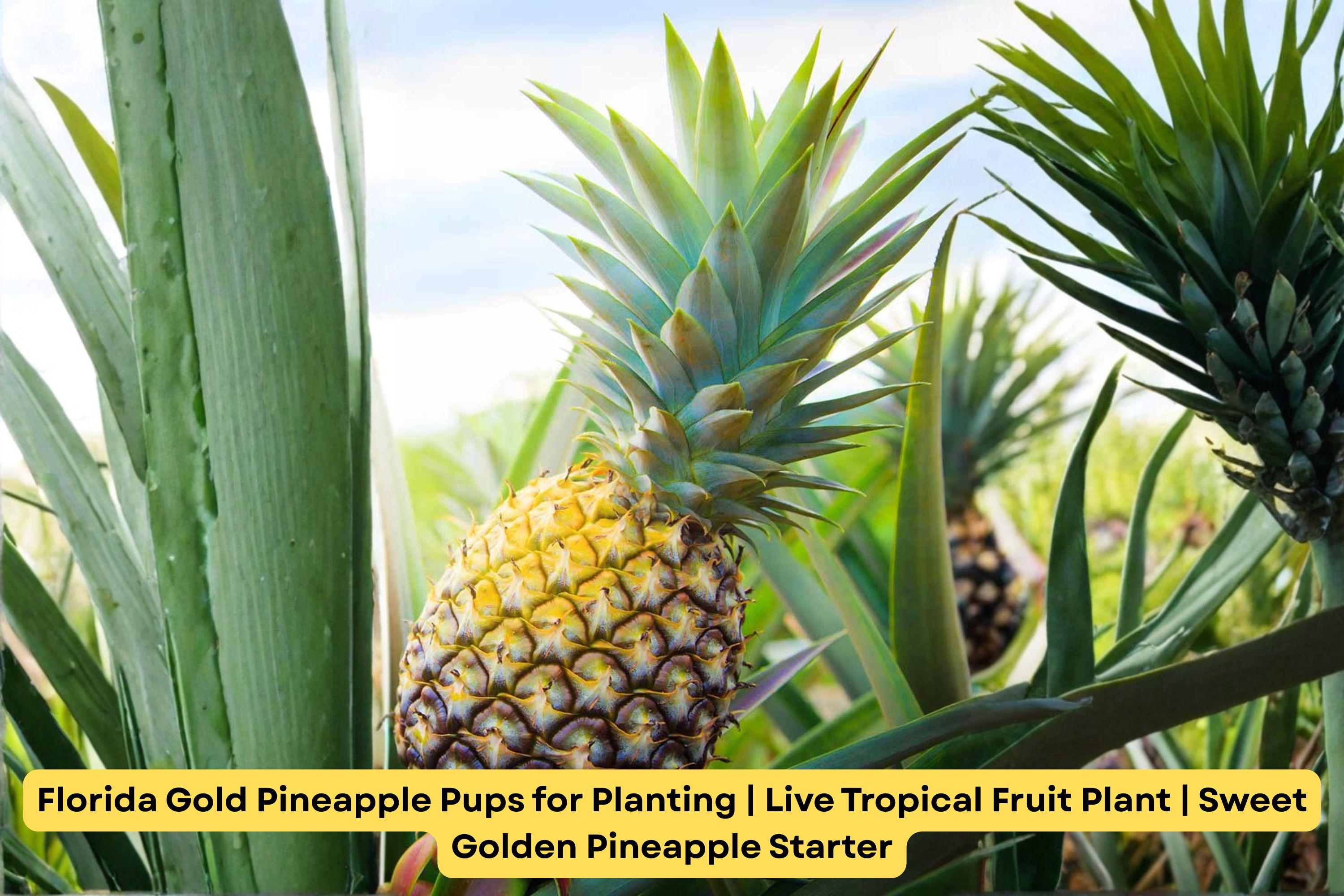 Florida Gold Pineapple Pups for Planting | Live Tropical Fruit Plant |  Sweet Golden Pineapple Starter - Etsy