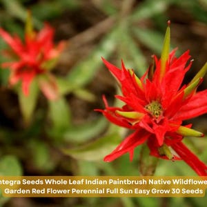 May include: Close-up of a vibrant red Indian Paintbrush wildflower with yellow tips, surrounded by green foliage. The image includes text: Castilleja integra Seeds Whole Leaf Indian Paintbrush Native Wildflower Pollinator Garden Red Flower Perennial Full Sun Easy Grow 30 Seeds.