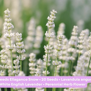 May include: A field of white English lavender flowers in full bloom. The image shows numerous tall, slender stems with clusters of small, white flowers. The text on the image reads "Lavender Seeds Ellagance Snow".