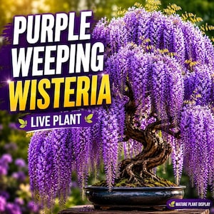 Purple Weeping Wisteria Bonsai Tree Seedling | 1 Year Live Plant | Flowering Vine Starter | Patio Pot or Garden Training