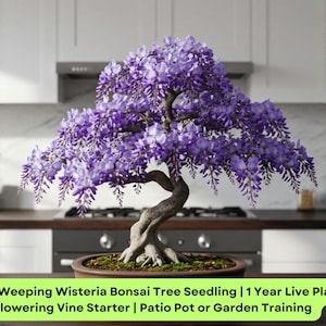 May include: A bonsai tree with a gnarled trunk and a full canopy of purple flowers. The tree is in a brown pot and sits on a wooden table. The image includes the text: Purple Weeping Wisteria Bonsai Tree Seedling | 1 Year Live Plant | Flowering Vine Starter | Patio Pot or Garden Training.