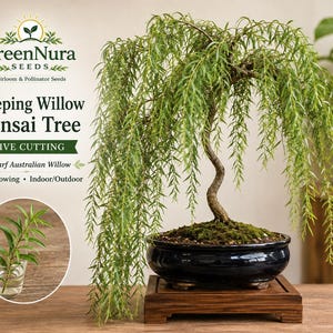 May include: A Weeping Willow bonsai tree with long, cascading green branches planted in a dark blue ceramic pot on a wooden stand. Text reads GreenNura Seeds, Weeping Willow Bonsai Tree, Live Cutting, Dwarf Australian Willow, Fast Growing, Indoor/Outdoor.