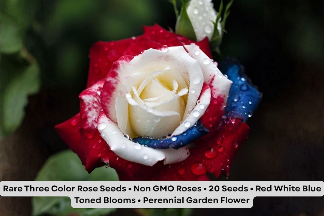 Gmo Roses Rare Three Color Rose Seeds • Non GMO Roses • 20 Seeds • Red White Blue ...