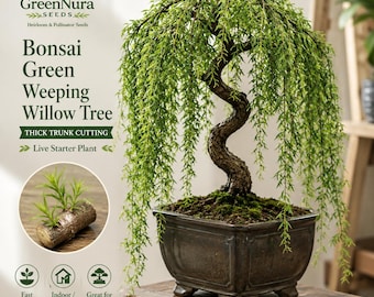 Green Weeping Willow Bonsai Tree Cutting | Thick Trunk | Fast Growing Indoor Outdoor