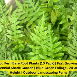 Leatherwood Fern Plants (10 Pack) | Blue-Green Woodland Foliage