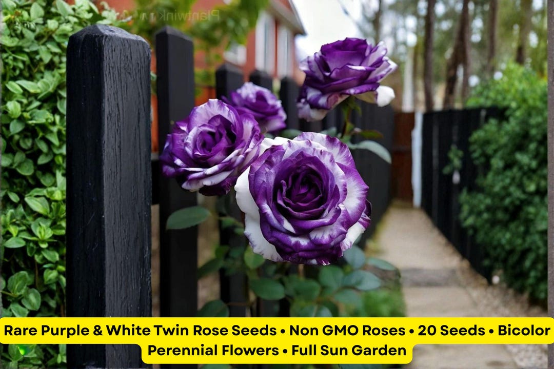 Gmo Roses Rare Purple & White Twin Rose Seeds • Non GMO Roses • 20 Seeds ...